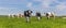 Panorama of Dutch Holstein cows