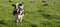 Panorama of Dutch Holstein Zwartbont cow