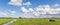 Panorama of a dutch landscape with cows near Groningen