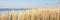 Panorama Dutch landscape with reed