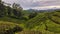 Panorama early morning sunrise over tea plantation in Cameron Highlands, Pahang, Malaysia