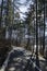 Panorama of ecological path through green winter forest, Lozen mountain, Pancharevo