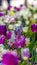 Panorama Enchanting tulips with white and purple petals blooming under bright sunlight