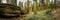 Panorama of Fallen Sequoia and Forest