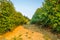 Panorama of the farm. Bushes of ripe raspberries