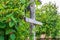 Panorama of the farm. Bushes of ripe raspberries.