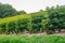 Panorama of the farm. Bushes of ripe raspberries.