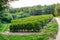 Panorama of the farm. Field of raspberry.