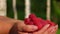 Panorama of female hands full of large juicy appetizing raspberries