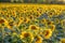 panorama in field of blooming bright yellow sunflowers in sunny evening