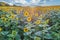 panorama in field of blooming bright yellow sunflowers in sunny evening