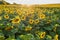 panorama in field of blooming bright yellow sunflowers in sunny evening