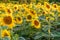 panorama in field of blooming bright yellow sunflowers in sunny evening