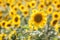 Panorama in field of blooming sunflowers in sunny day