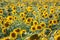 Panorama in field of blooming sunflowers in sunny day