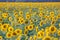 Panorama in field of blooming sunflowers in sunny day