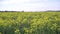 Panorama field of colza Brassica napus in sunny day