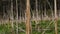 Panorama of the field of dried hogweed