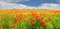 Panorama of a field with the flowering poppies