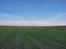 Panorama of a field planted with green manure