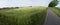 Panorama of a field with ripe rapeseed and a tree