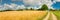 Panorama of field with ripening cereals and countryside road