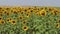 Panorama of a field of sunflowers