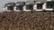 Panorama of a field of sunflowers at the harvesters