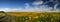 Panorama field of sunflowers, high-resolution photography, summer landscape