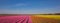 Panorama of a field of tulips in pink, orange and yellow