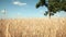 panorama field with wheat and one lonely green tree. magnificent landscape. blue sky and golden rye. freedom. peace