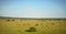 The panorama of the field where a herd of cows grazing