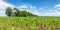 Panorama of fields with sprouts of corn in the summer, Russia