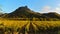 Panorama of fields of vineyards at sunset