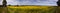 Panorama fields of yellow Canola