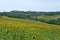 Panorama of Filottrano (Marches) with sunflowers
