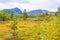 Panorama with fir trees pines mountains nature landscape Hovden Norway