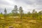 Panorama with fir trees pines mountains nature landscape Hovden Norway