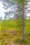 Panorama with fir trees pines mountains nature landscape Hovden Norway