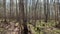 Panorama of first days of spring in a forest, long shadows, blue sky, Buds of trees, Trunks of birches, sunny day, path