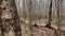 Panorama of first days of spring in a forest, long shadows, blue sky, Buds of trees, Trunks of birches, sunny day, path