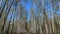 Panorama of first days of spring in a forest, long shadows, blue sky, Buds of trees, Trunks of birches, sunny day, path