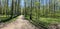 Panorama of first days of spring in a forest, long shadows, blue sky, Buds of trees, Trunks of birches, sunny day, path