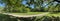 Panorama of first days of summer in a park, long shadows, blue sky, Buds of trees, Trunks of birches, sunny day, green