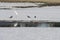 Panorama of a flock of crows and Caucasian heron and sitting near a hole in the lake