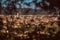 Panorama of Florence framed by trees and leaves with Santa Maria del Fiore cathedral, Palazzo Vecchio town hall, Santo Spi