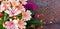 Panorama of flowers Lewisia