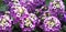 Panorama of flowers Lobularia maritima.