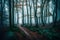 Panorama of foggy forest. Fairy tale spooky looking woods in a misty day. feels like horror scene in the morning