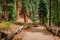 Panorama of the forest with beautiful huge trees and a beautiful natural landscape, Sequoia National Park, USA